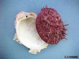 spondyle是什么意思