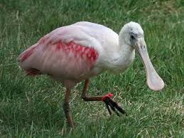 spoonbill是什么意思