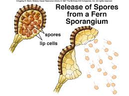sporangium是什么意思