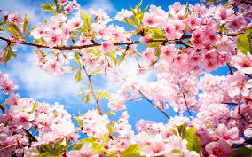 spring是什么意思