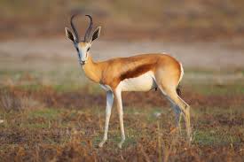 springbok是什么意思