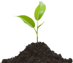 sprout是什么意思