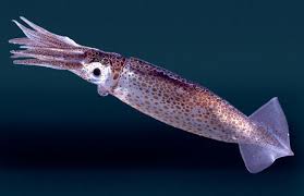squid是什么意思