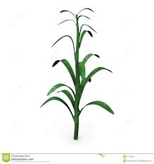 stalk是什么意思