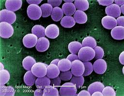 staphylococcus是什么意思