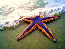 starfish是什么意思