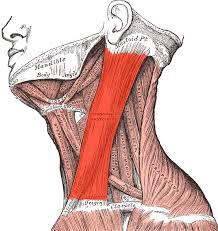 sternocleidomastoid是什么意思
