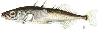 stickleback是什么意思