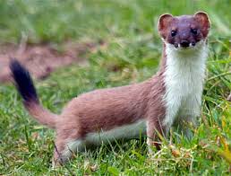 stoat是什么意思
