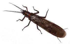 stonefly是什么意思