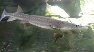 sturgeon是什么意思