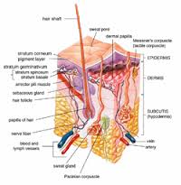 subcutaneous是什么意思