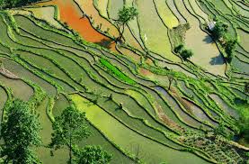 subsistent是什么意思