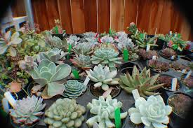 succulence是什么意思