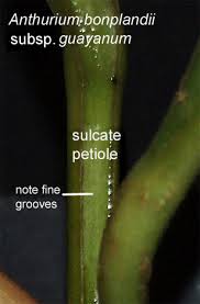 sulcate是什么意思