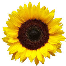 sunflower是什么意思