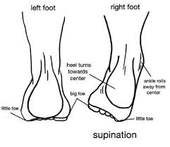 supination是什么意思