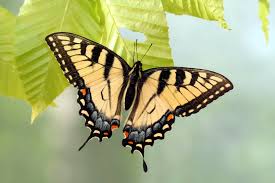 swallowtail是什么意思