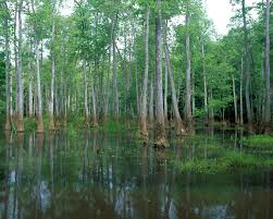 swamp是什么意思