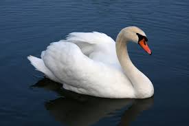 swan是什么意思
