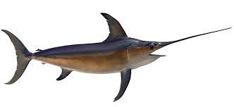 swordfish是什么意思