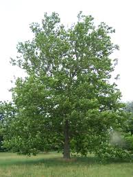 sycamore是什么意思