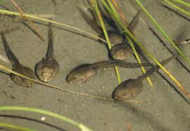 tadpole是什么意思
