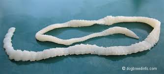 tapeworm是什么意思