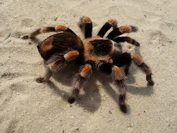 tarantula是什么意思