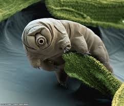 tardigrade是什么意思