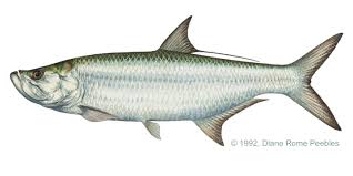 tarpon是什么意思