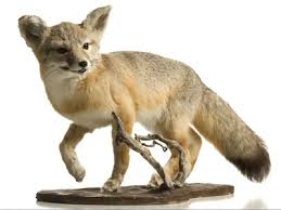 taxidermy是什么意思