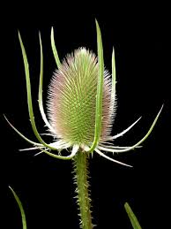 teasel是什么意思