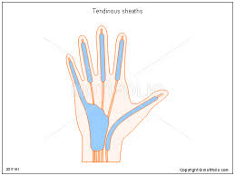 tendinous是什么意思