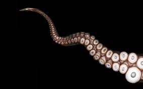 tentacle是什么意思