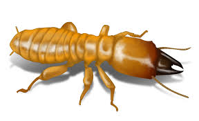 termite是什么意思