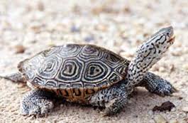 terrapin是什么意思