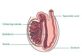 testicle是什么意思