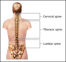 thoracic是什么意思