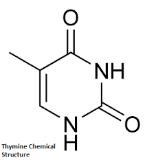 thymine是什么意思