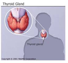 thyroid是什么意思