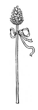 thyrsus是什么意思