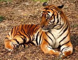 tiger是什么意思