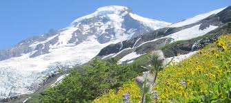 timberline是什么意思
