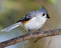 titmouse是什么意思