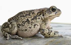 toad是什么意思