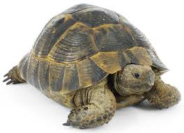 tortoise是什么意思