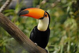 toucan是什么意思