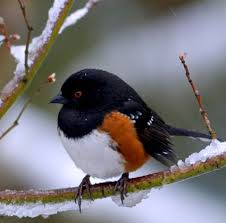 towhee是什么意思