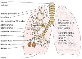 tracheobronchial是什么意思
